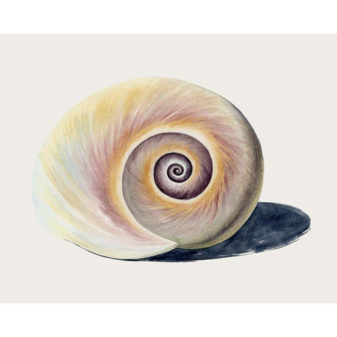 Spiraling II White Modern Wood Framed Art Print by Popp, Grace