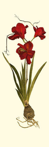 Custom Amaryllis Panel II White Modern Wood Framed Art Print with Double Matting by Vision Studio