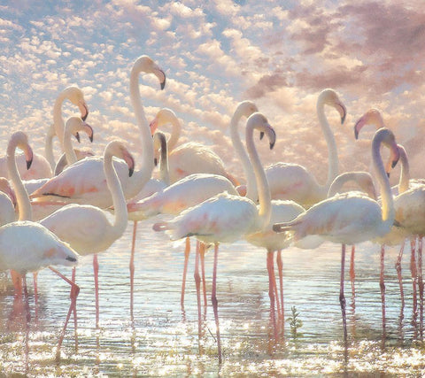 Quiet Wave of Pink White Modern Wood Framed Art Print with Double Matting by Hunziker, Steve