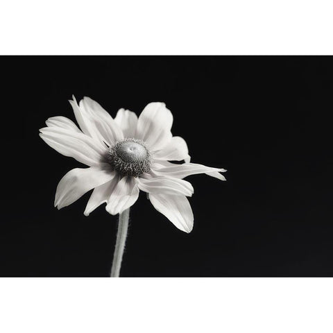 Elegance Floral I Black Modern Wood Framed Art Print with Double Matting by Poinski, Dianne