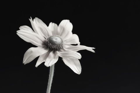 Elegance Floral I Black Ornate Wood Framed Art Print with Double Matting by Poinski, Dianne