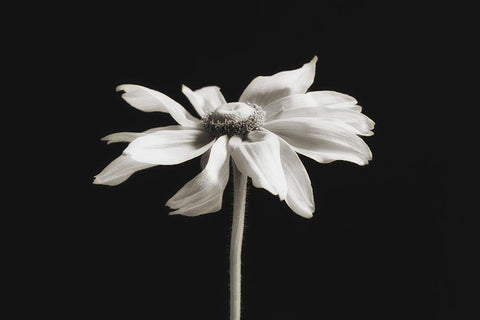 Elegance Floral II White Modern Wood Framed Art Print with Double Matting by Poinski, Dianne