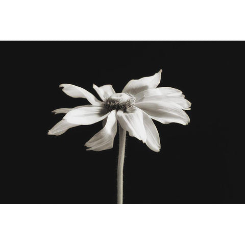 Elegance Floral II White Modern Wood Framed Art Print by Poinski, Dianne