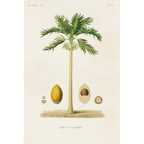 Antique Tree with Fruit II White Modern Wood Framed Art Print by Unknown