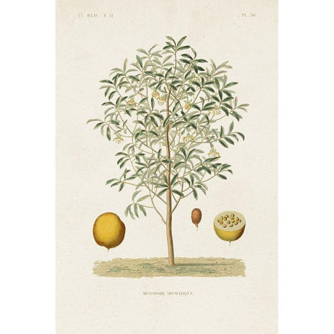 Antique Tree with Fruit IV Gold Ornate Wood Framed Art Print with Double Matting by Unknown