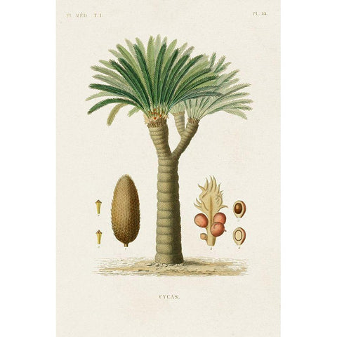 Antique Tree with Fruit V Black Modern Wood Framed Art Print with Double Matting by Unknown