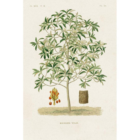 Antique Tree with Fruit VI White Modern Wood Framed Art Print by Unknown