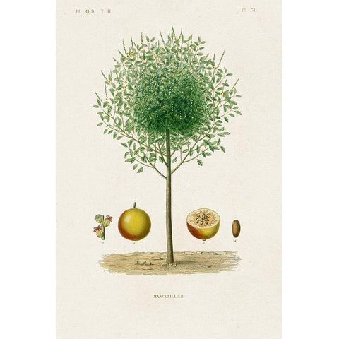 Antique Tree with Fruit VII Black Modern Wood Framed Art Print with Double Matting by Unknown