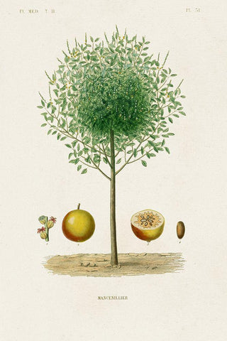 Antique Tree with Fruit VII White Modern Wood Framed Art Print with Double Matting by Unknown