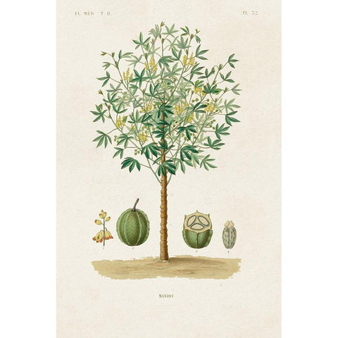 Antique Tree with Fruit VIII Gold Ornate Wood Framed Art Print with Double Matting by Unknown