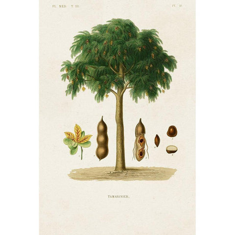 Antique Tree with Fruit IX Gold Ornate Wood Framed Art Print with Double Matting by Unknown