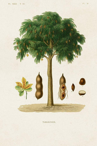 Antique Tree with Fruit IX White Modern Wood Framed Art Print with Double Matting by Unknown