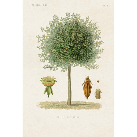 Antique Tree with Fruit X Gold Ornate Wood Framed Art Print with Double Matting by Unknown