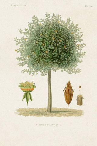 Antique Tree with Fruit X Black Ornate Wood Framed Art Print with Double Matting by Unknown