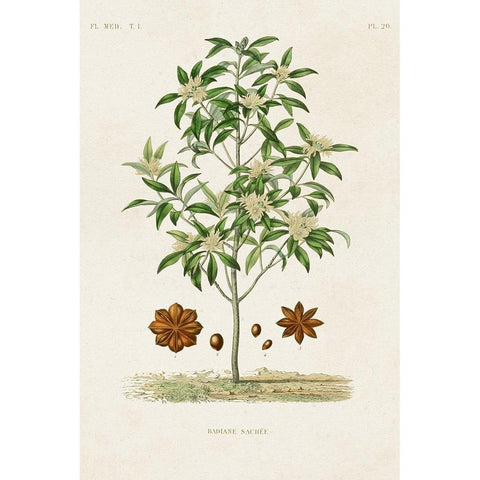 Antique Tree with Fruit XI Black Modern Wood Framed Art Print with Double Matting by Unknown