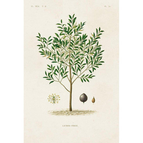 Antique Tree with Fruit XII White Modern Wood Framed Art Print by Unknown