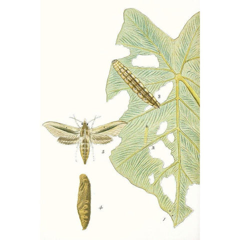 Antique Butterflies and Leaves I Black Modern Wood Framed Art Print with Double Matting by Vision Studio