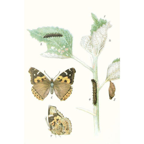 Antique Butterflies and Leaves III Gold Ornate Wood Framed Art Print with Double Matting by Vision Studio