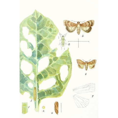 Antique Butterflies and Leaves IV White Modern Wood Framed Art Print by Vision Studio