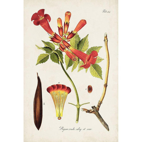 Tropical Trumpet Flowers I Gold Ornate Wood Framed Art Print with Double Matting by Unknown