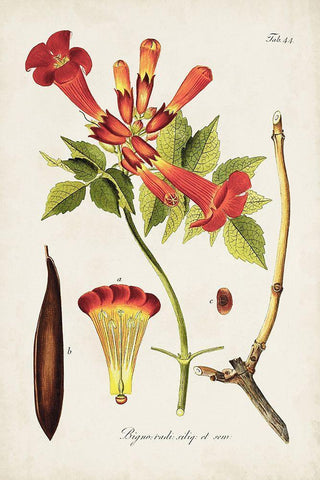 Tropical Trumpet Flowers I White Modern Wood Framed Art Print with Double Matting by Unknown