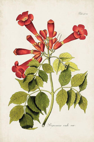 Tropical Trumpet Flowers II Black Ornate Wood Framed Art Print with Double Matting by Unknown