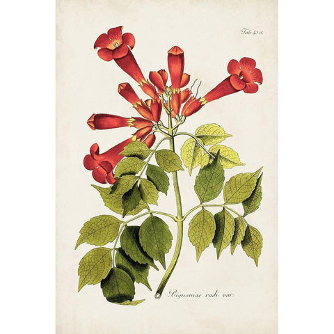 Tropical Trumpet Flowers II Gold Ornate Wood Framed Art Print with Double Matting by Unknown