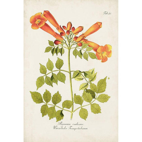 Tropical Trumpet Flowers III White Modern Wood Framed Art Print by Unknown