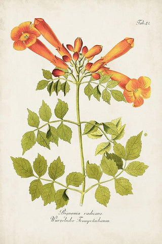 Tropical Trumpet Flowers III Black Ornate Wood Framed Art Print with Double Matting by Unknown