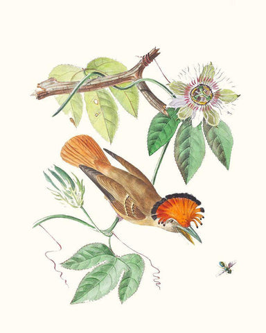 Cuvier Bird And Habitat I White Modern Wood Framed Art Print with Double Matting by Cuvier, Georges