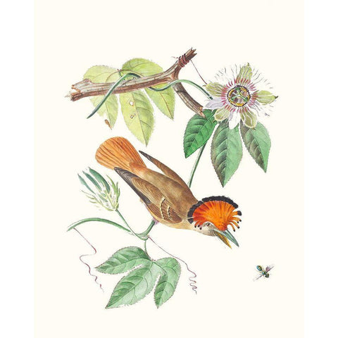Cuvier Bird And Habitat I Black Modern Wood Framed Art Print by Cuvier, Georges