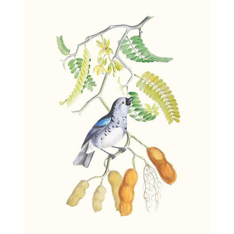 Cuvier Bird And Habitat II White Modern Wood Framed Art Print by Cuvier, Georges
