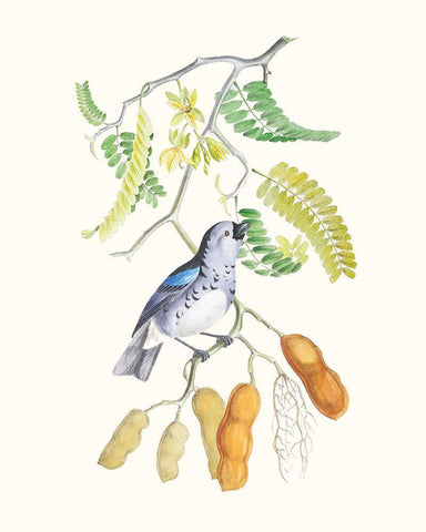 Cuvier Bird And Habitat II White Modern Wood Framed Art Print with Double Matting by Cuvier, Georges