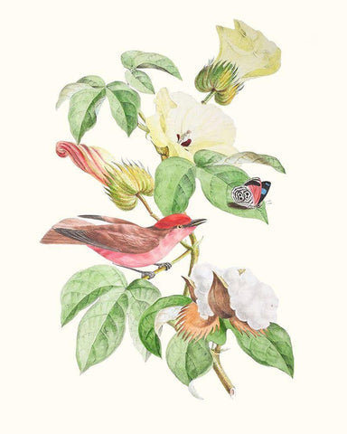 Cuvier Bird And Habitat III White Modern Wood Framed Art Print with Double Matting by Cuvier, Georges