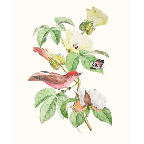 Cuvier Bird And Habitat III Black Modern Wood Framed Art Print by Cuvier, Georges