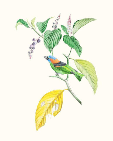Cuvier Bird And Habitat IV White Modern Wood Framed Art Print with Double Matting by Cuvier, Georges
