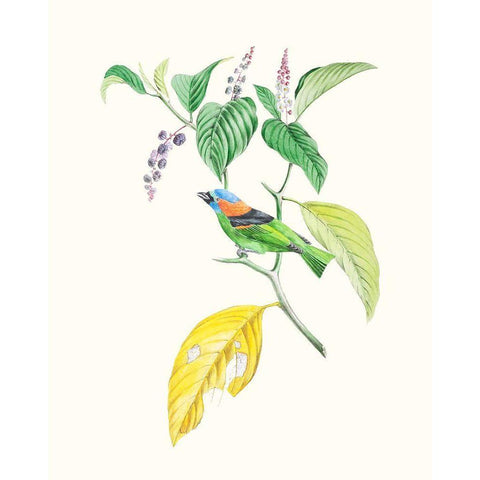 Cuvier Bird And Habitat IV Black Modern Wood Framed Art Print with Double Matting by Cuvier, Georges