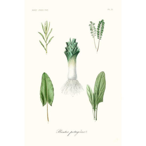 Fruit And Vegetable Varieties I White Modern Wood Framed Art Print by Unknown