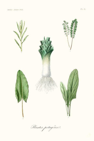 Fruit And Vegetable Varieties I White Modern Wood Framed Art Print with Double Matting by Unknown