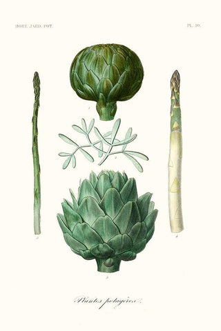 Fruit And Vegetable Varieties II White Modern Wood Framed Art Print with Double Matting by Unknown