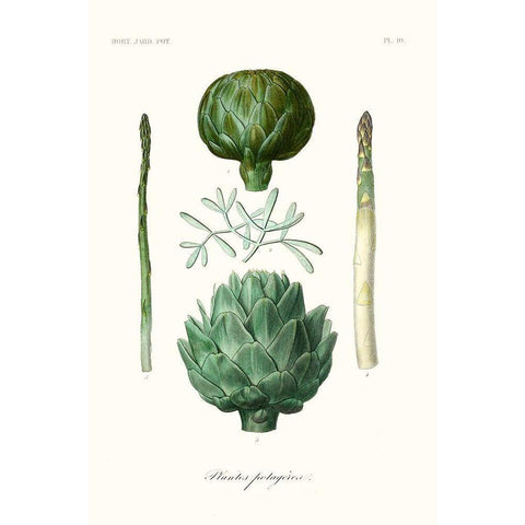 Fruit And Vegetable Varieties II Black Modern Wood Framed Art Print by Unknown