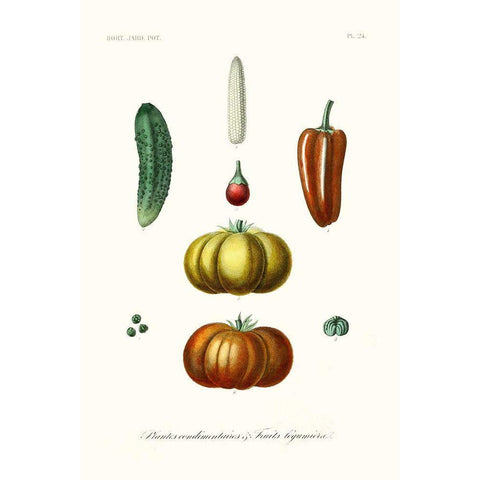 Fruit And Vegetable Varieties III Gold Ornate Wood Framed Art Print with Double Matting by Unknown