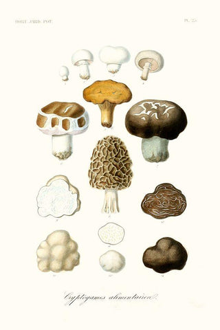 Fruit And Vegetable Varieties IV White Modern Wood Framed Art Print with Double Matting by Unknown