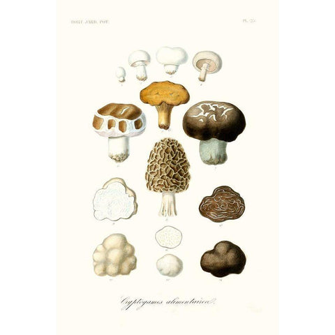 Fruit And Vegetable Varieties IV White Modern Wood Framed Art Print by Unknown