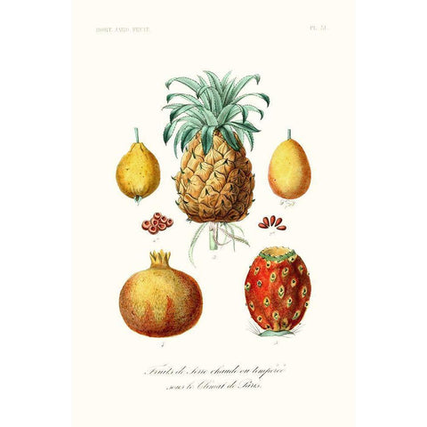 Fruit And Vegetable Varieties V Black Modern Wood Framed Art Print with Double Matting by Unknown