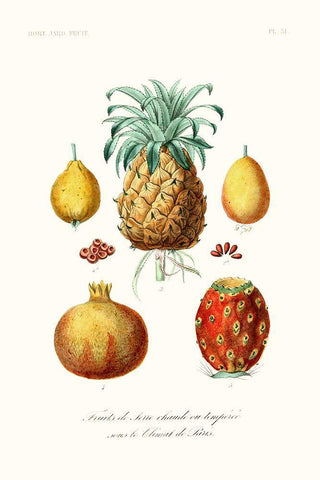 Fruit And Vegetable Varieties V Black Ornate Wood Framed Art Print with Double Matting by Unknown