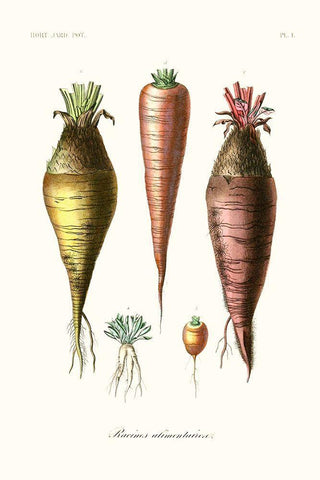 Fruit And Vegetable Varieties VI Black Ornate Wood Framed Art Print with Double Matting by Unknown