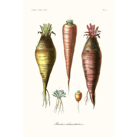 Fruit And Vegetable Varieties VI Black Modern Wood Framed Art Print by Unknown