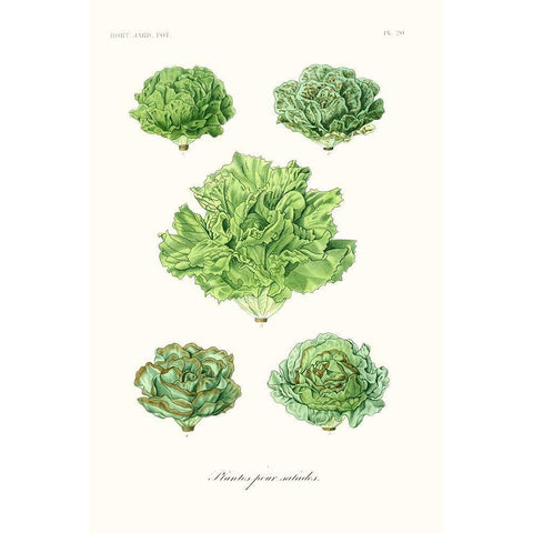 Fruit And Vegetable Varieties VII White Modern Wood Framed Art Print by Unknown