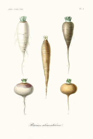 Fruit And Vegetable Varieties IX White Modern Wood Framed Art Print with Double Matting by Unknown